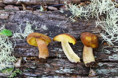 Tricholomopsis lignifracta