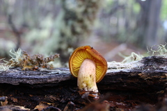 Tricholomopsis lignifracta