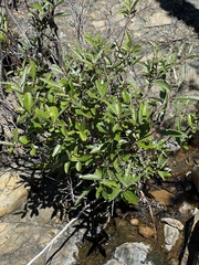 Salix breweri