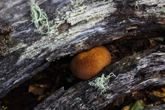 Tricholomopsis lignifracta