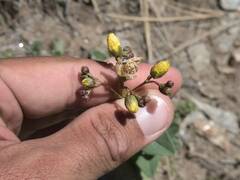Hypericum richeri richeri
