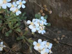 Achillea erba-rotta