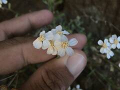 Achillea erba-rotta