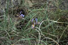 Iris unguicularis cretensis
