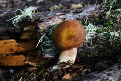 Tricholomopsis lignifracta