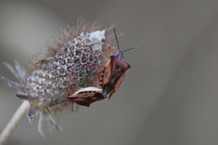 Carpocoris mediterraneus atlanticus
