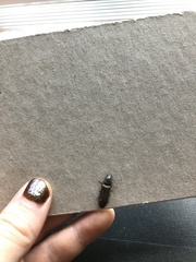 Hemicrepidius nemnonius