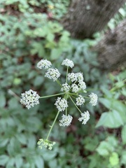 Ligusticum canadense
