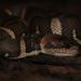Jack's Water Snake - Photo (c) tristanv, some rights reserved (CC BY-NC)