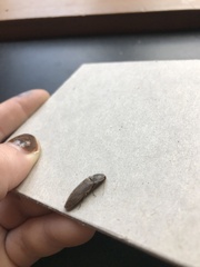 Hemicrepidius nemnonius