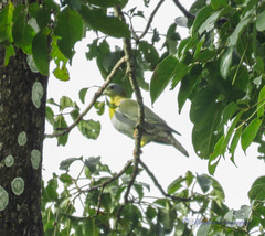 Treron phoenicopterus