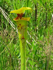 Exyra semicrocea