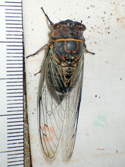 Diceroprocta semicincta