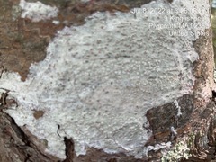Lecanora subpallens