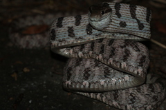 Boiga siamensis