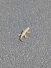 Sceloporus bimaculosus