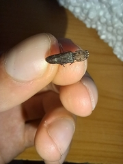 Xylotrechus stebbingi