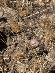 Trifolium macrocephalum