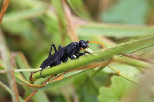Entypus fulvicornis photo 2