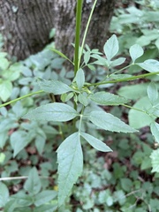 Ligusticum canadense