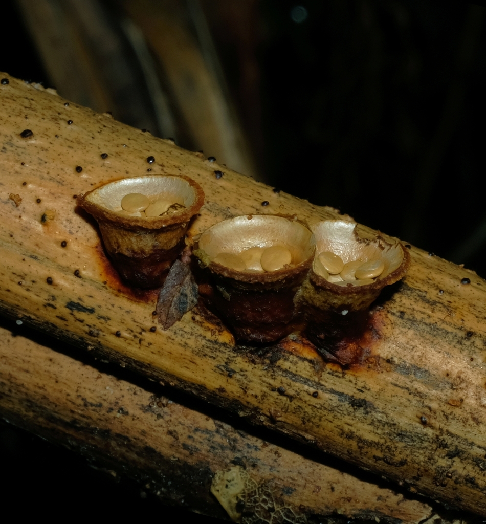 common bird's nest fungus from Kai Iwi, New Zealand on July 02, 2022 at 0917 PM by Aman Hunt