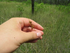 Rhynchospora plumosa image