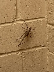 Capnobotes occidentalis