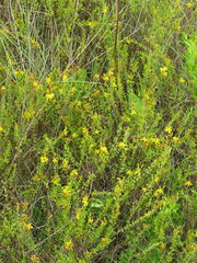 Hypericum brachyphyllum