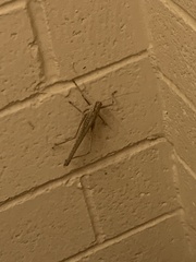 Capnobotes occidentalis