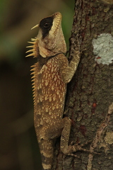 Acanthosaura cardamomensis