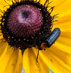 Nemognatha nemorensis