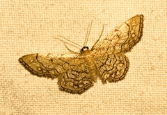 Idaea moniliata