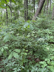 Ligusticum canadense