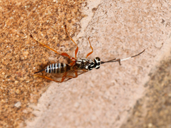 Mesostenus thoracicus