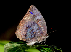 Arhopala centaurus nakula
