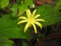 Passiflora citrina