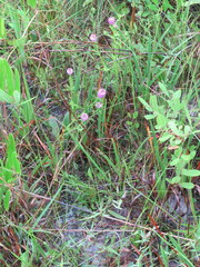 Polygala cruciata