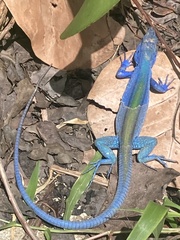 Cnemidophorus espeuti