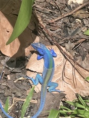 Cnemidophorus espeuti