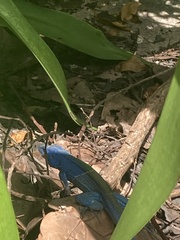 Cnemidophorus espeuti