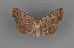 Toxonprucha pardalis