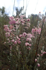 Erica passerina