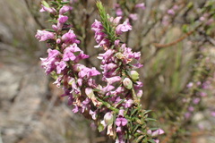 Muraltia juniperifolia