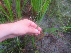 Sagittaria isoetiformis