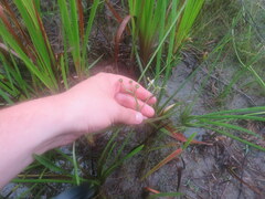 Sagittaria isoetiformis