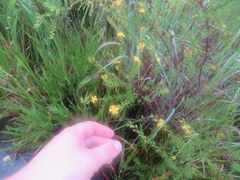 Hypericum brachyphyllum