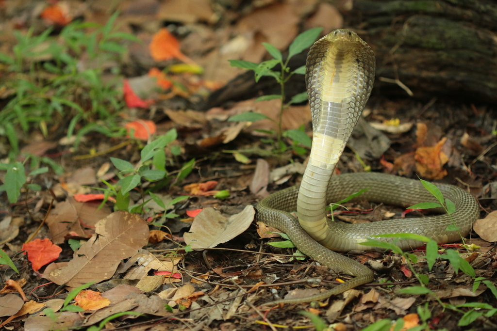 Naja lubrica, Print, Naja is a genus of venomous elapid snakes known as  cobras. Several other genera include species commonly called cobras (for  example the ring-necked spitting cobra and the king cobra)