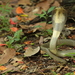 Indochinese Spitting Cobra - Photo (c) tristanv, some rights reserved (CC BY-NC)