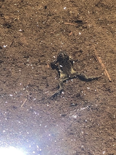 iNaturalist observation photo of Yosemite Toad