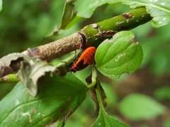 Pyrrhocoris apterus
